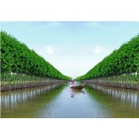 Cẩm nang du lịch Cà Mau