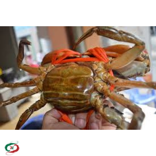Cua Gạch