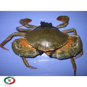 Cua Yếm Vuông