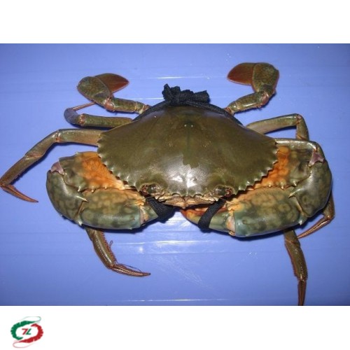 Cua Yếm Vuông