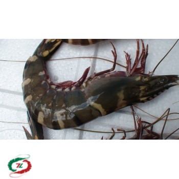 Tôm Sú Cà Mau loại < 20 con/ Kg