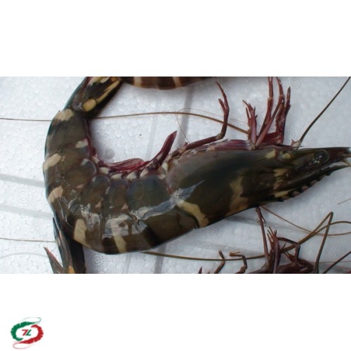 Tôm Sú Cà Mau loại < 20 con/ Kg