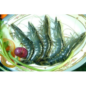 Tôm Sú Cà Mau loại 40 con/ Kg