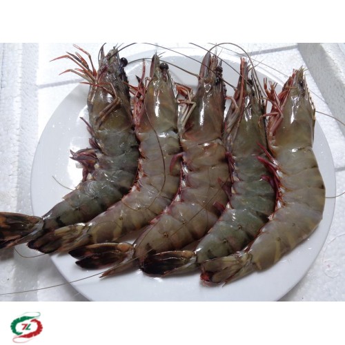 Tôm Sú Cà Mau loại 20 con/ Kg