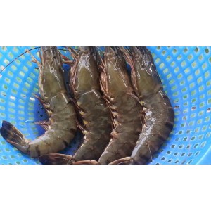 Tôm Sú Cà Mau loại 20 con/ Kg