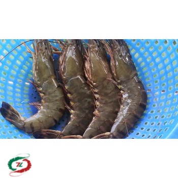 Tôm Sú Cà Mau loại 20 con/ Kg