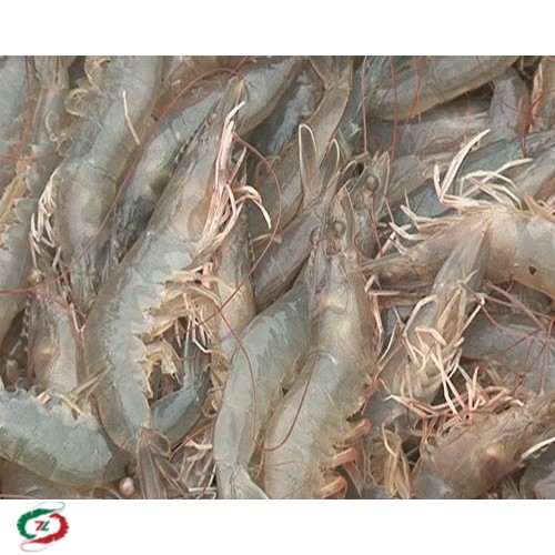 Tôm Thẻ chân trắng